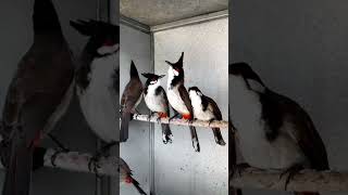 Chào Mào Bổi Già Rừng Tuyển Chọn Bộ Đẹp Sổ Bọng Thái Độ Tốt. Burung Merah Jambul
