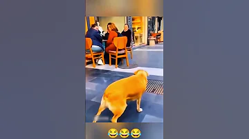 Funny Dogs Foryou Today Newtoyou Clips Viral Shortfeed Funnyshorts 2025 Dogs Animalfun 