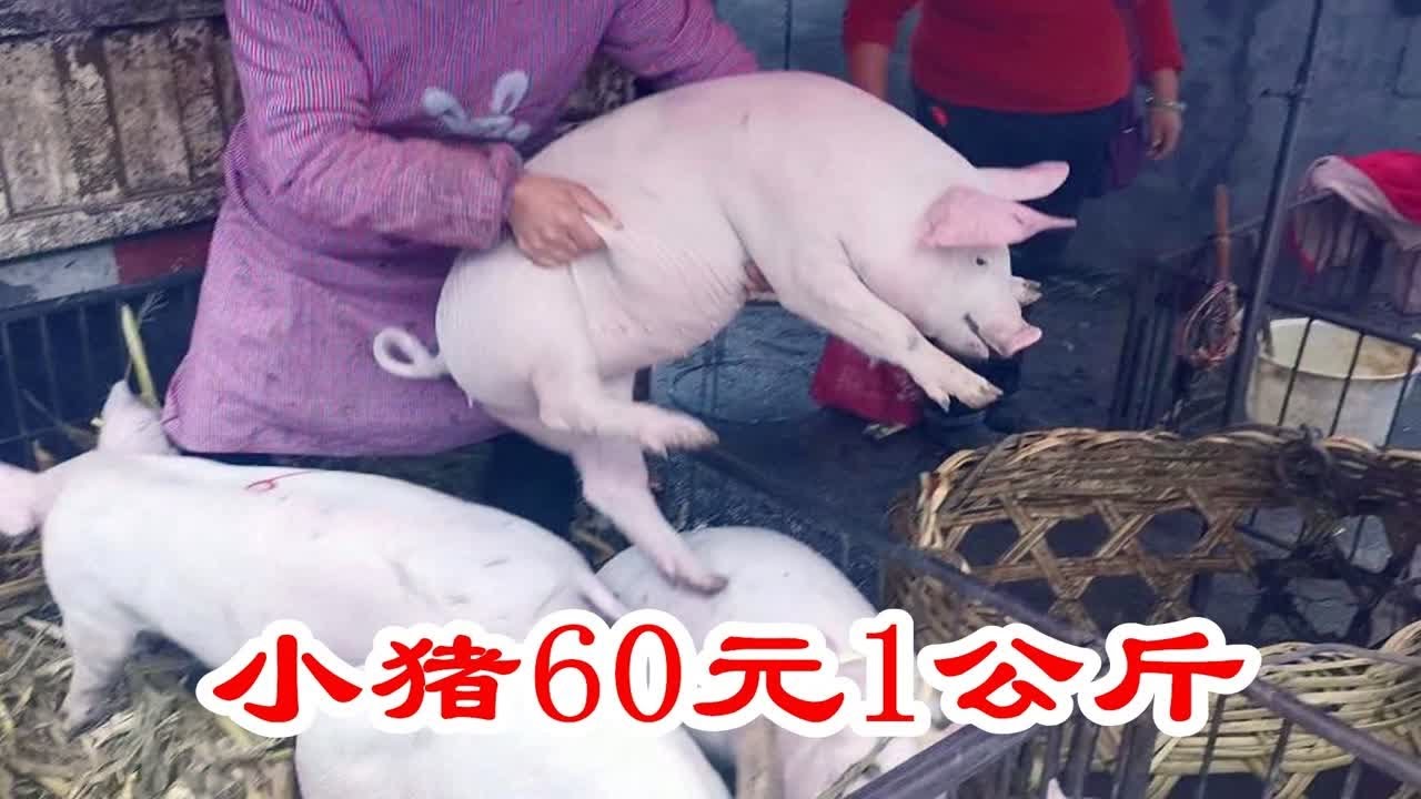 农民沿着公路卖猪仔,小猪卖60元1公斤,这价格贵吗? - YouTube