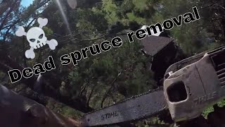 Dead spruce removal