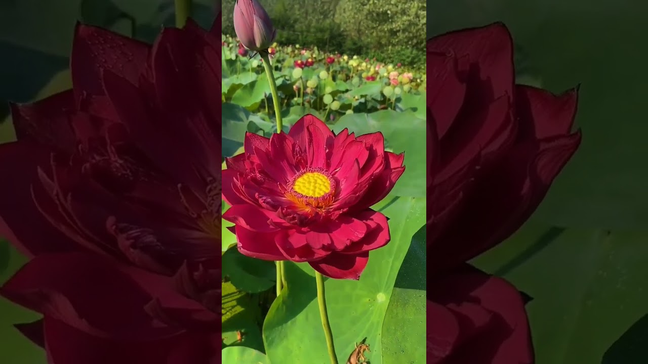 A very graceful unfolding of lotus petals🌷❣ ❤😍 