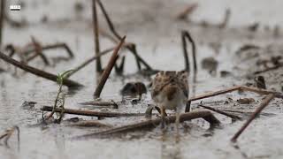 Nice looking bird | Pin-tailed Snipe foraging || Cam Nature screenshot 5