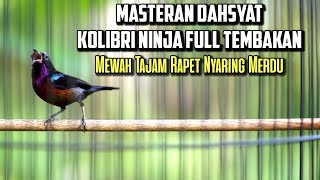 MASTERAN DAHSYAT KOLIBRI NINJA FULL TEMBAKAN MEWAH ISIAN TAJAM RAPET NYARING MERDU