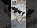 #onemillion #funnykittens #love #cat #shortvideo