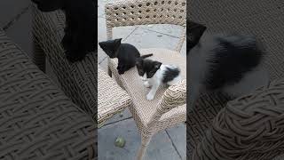 #onemillion #funnykittens #love #cat #shortvideo