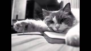 54 Reasons Cats are Snarkier than Gawker