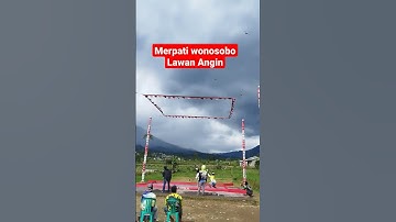 Merpati wonosobo ngelawan Angin tetap jedeer lapak jawar