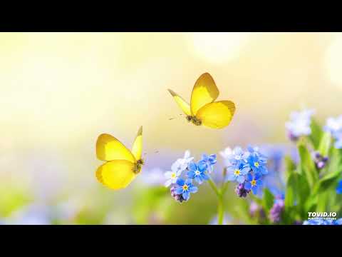 013שער העקודים פרק ג | Harav ariel sibeoni |  Kabbale | secrets de la Torah | ochrot hayim