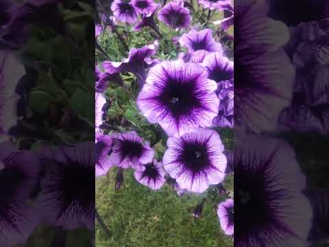 Some simple gardening