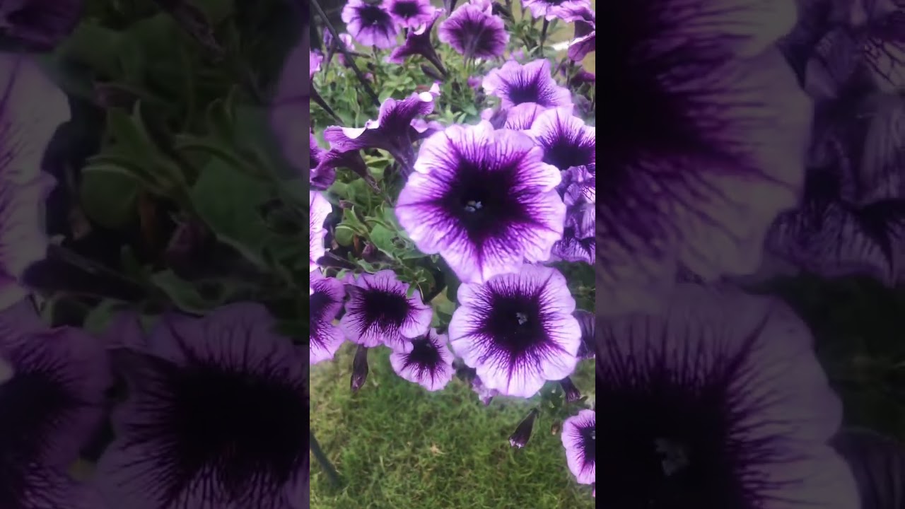 Some simple gardening for a smaller yard…❤️  