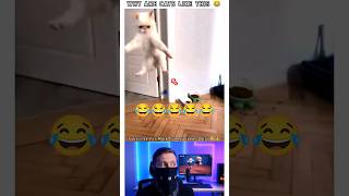 These cats got scared for NO reason 😂🐱💀 #funny #catfail #funnycat #viral #shorts