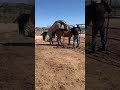 Horse Porn