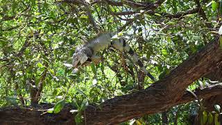 Iguana On A Tree Eating Leaves Closeup Footage Video Clip