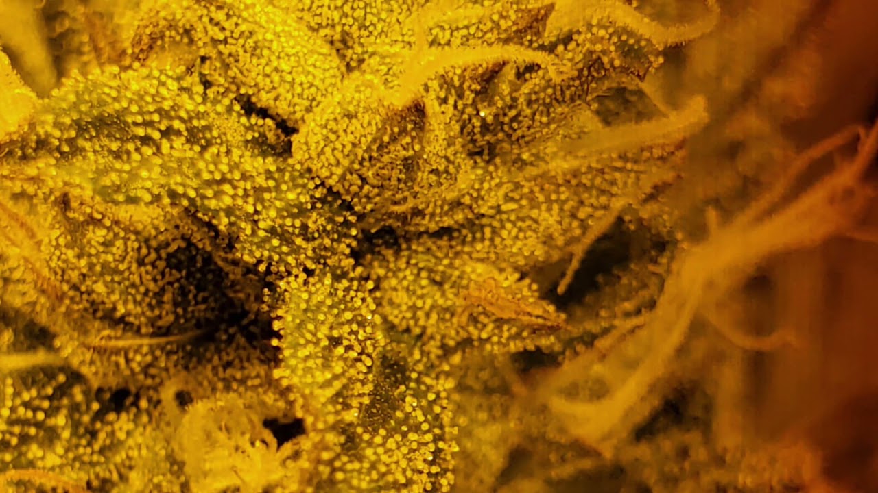 Start to finish on a 5x10 grow tent