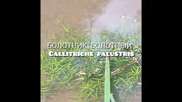 Аквариумные, водные растения в природе: Болотник Callitriche в р. М. Коровеж Aquarium plants, nature