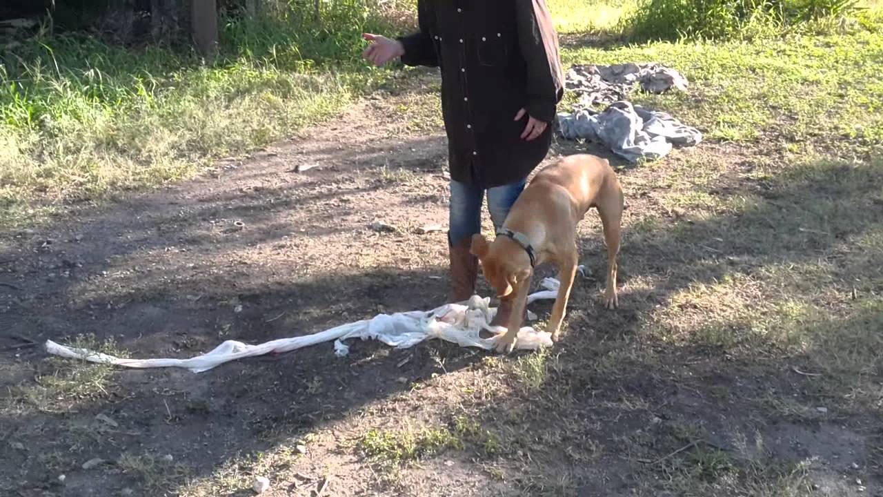 Prepping for the Zombie Apocalypse, with the dog, Maxwell YouTube