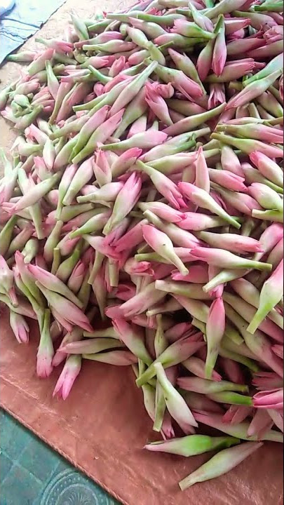 Kecombrang / kincung segar dan cantik