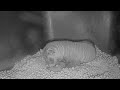 Black-Footed Ferrets Born at the Smithsonian’s National  Zoo and Conservation Biology Institute