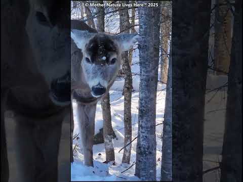 Spring Calm: Young Whitetail Buck Browses on Fir Needles 🌲🦌 #wildlife #deer