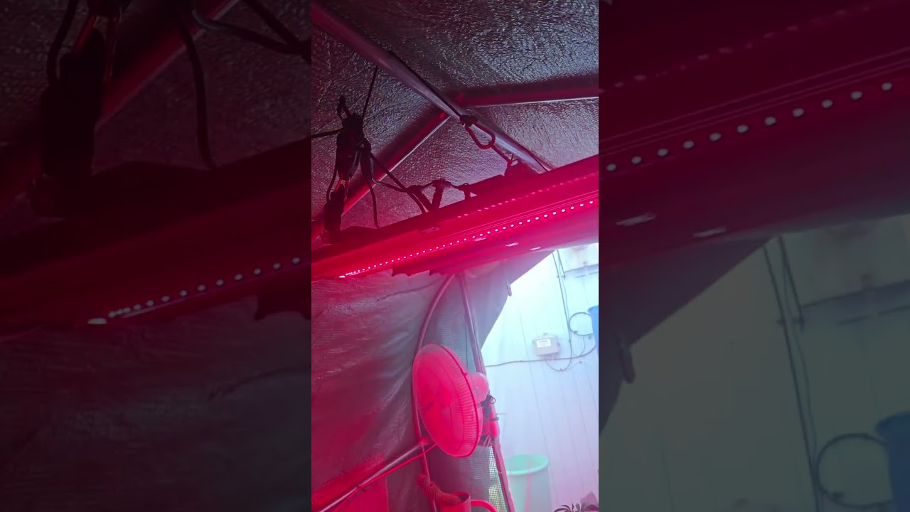 far red led light bars set up in the green house light dep 