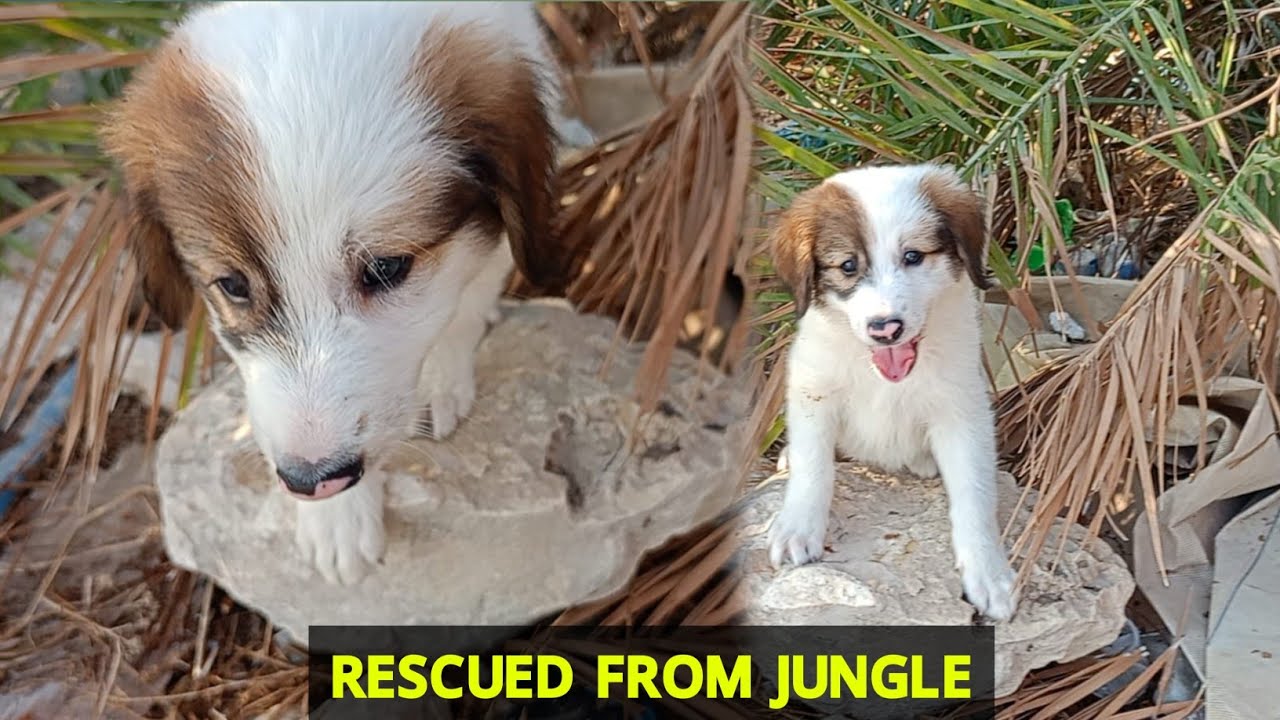 Saving Cute Puppies: Watch This Sweet Rescues Unfold / Abandoned ...
