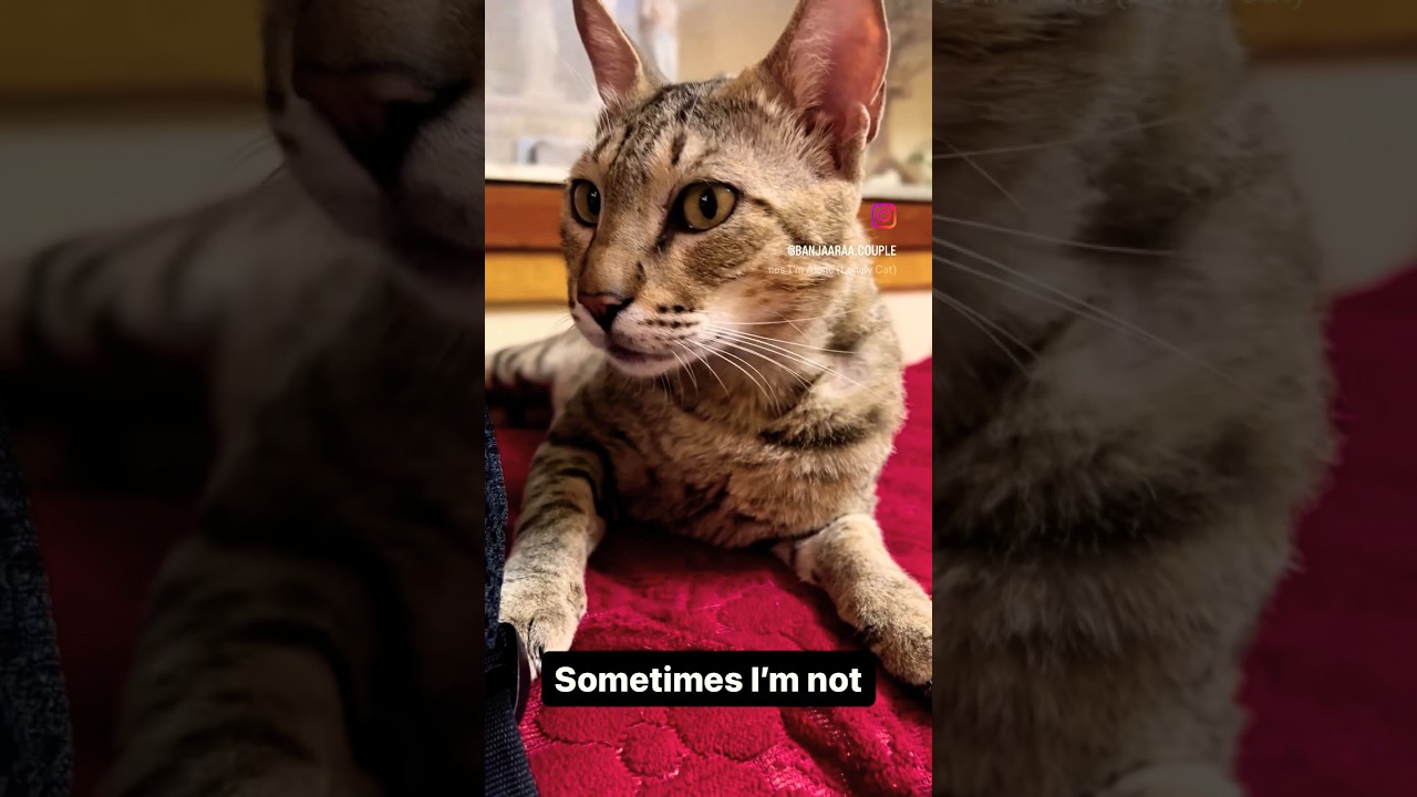 Video thumbnail: #cutiepie #catreel #catvideos #furbaby #animallover #shortsvideo #showsomeloveandsupport #catlovers