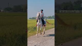 #horse #shonkpunjabde #punjab