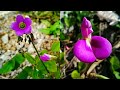 Top Most beautiful flower Blooms and Unseen flowers (FHD 1080p)