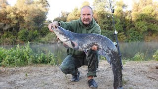 картинка: Сомче след дълго чакане.