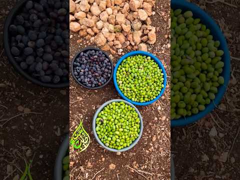 نحن باقون ما بقي الزعتر والزيتون