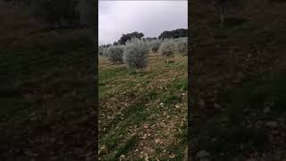 اليوم فقط للجني الزيتونHoy Solo Para Coger Oliva