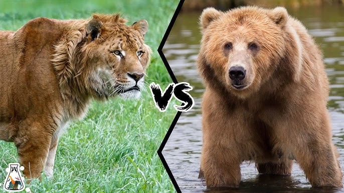 grizzly bear vs lion size