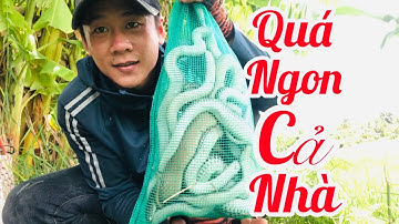 Tập53#thăm bẫy rắn trãi nghiệm vlog@tamnguyen64vinhlong