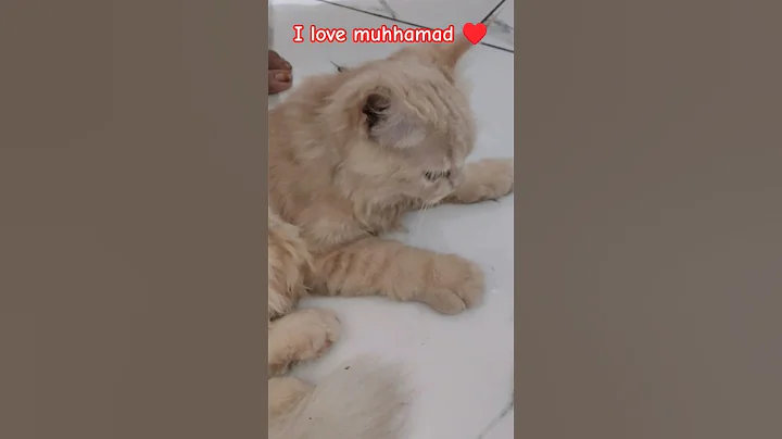 Video 11203131: maine coon cat grooming, maine coon cat kitten, maine coon cat adopted, maine coon cat toys, maine coon litter, cutecat funnycats love