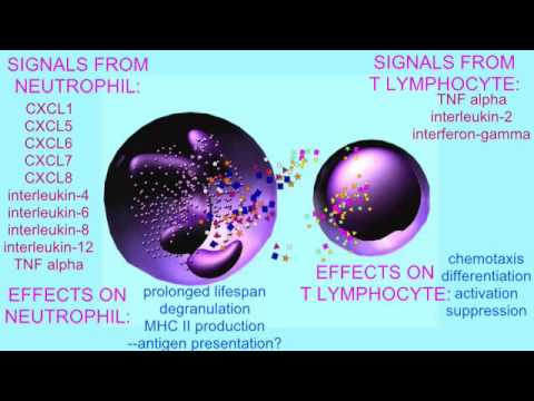 NEUTROPHILS, CYTOKINES, & INTERACTIONS WITH OTHER IMMUNE CELLS 