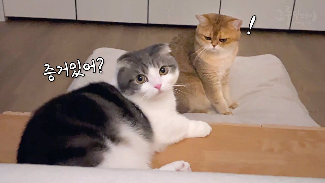 Зачем кошкам нужны увлажнители воздуха