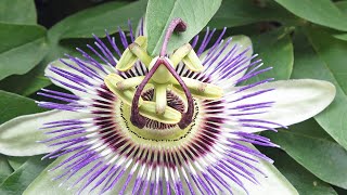 パッションフラワー 時計草 花の最後がとてもユーモラス 6 6 Youtube