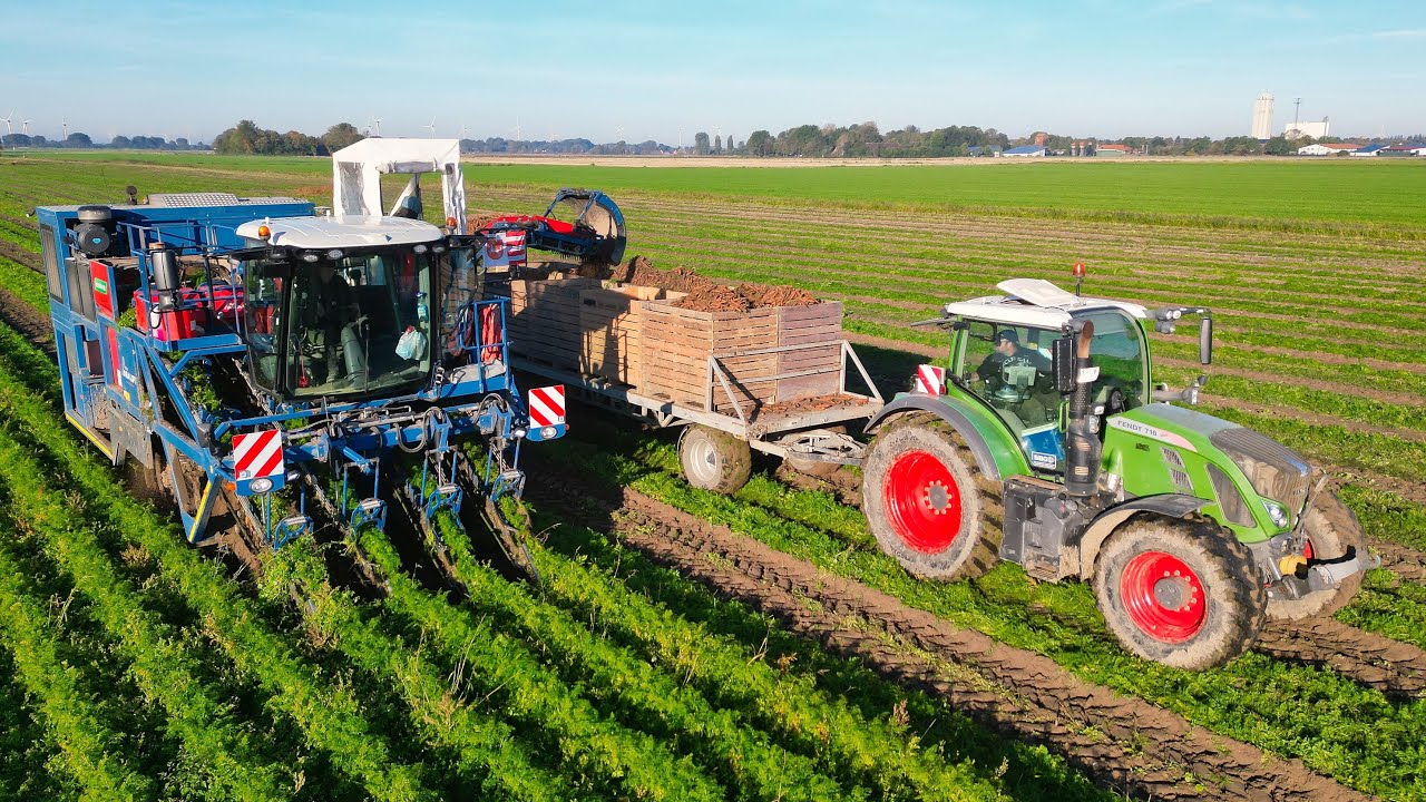 Möhrenernte XXL! 3 Betriebe im Einsatz mit dewulf & ASA-Lift Technik |Landwirtschaft in Dithmarschen