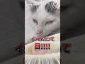 白目でイッちゃってる猫