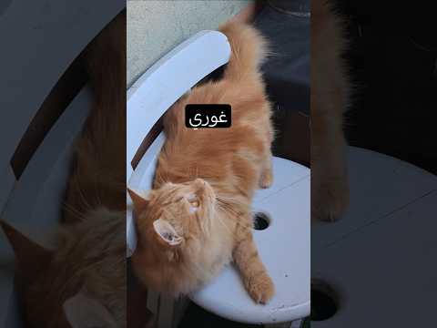 شاكر مفضوح دلوقتي بيقولي غوري