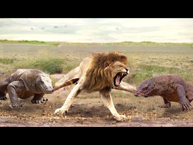 Aghast! The Brutal Moment When the Fierce Lion Couldn't Avoid The Giant Lizard Bites| Wildlife 2023 class=