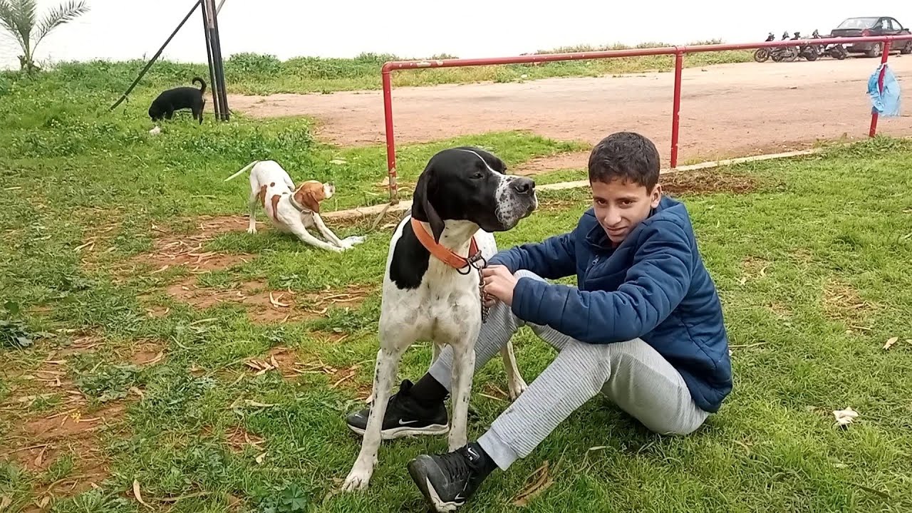 سلالة الكلاب الصيد بامتياز البوينتر إنجليزي dog English pointer