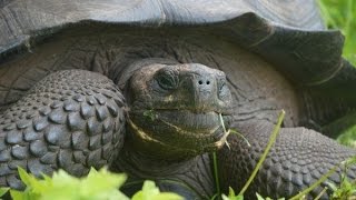 New species of giant tortoise discovered in Galapagos islands
