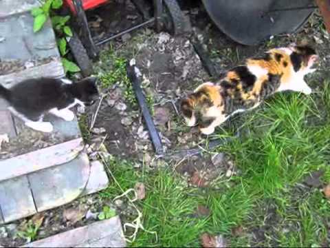 Calico cat and her two kittens - YouTube