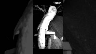 Ce hibou ne voulait pas être vu… mais Reolink veillait #camera #reolink #cctv #camerasurveillance
