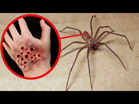 Vidéo: Les araignées à longues pattes sont-elles nuisibles ?
