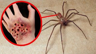 10 ARAIGNÉES LES PLUS VENIMEUSES DU MONDE ! Lama Faché