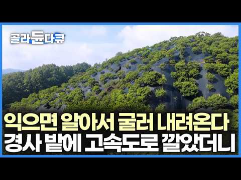 일손 줄여보려고 손수 4만 평에 전부 깔았다, 떨어지면 알아서 굴러 내려오는 밤송이｜한국기행｜#골라듄다큐
