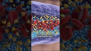 Urinary System – Kidneys & How Your Body Filters Waste