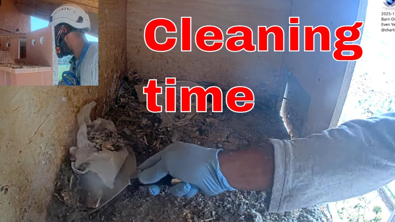 Annual Cleaning of the Barn Owl Nest Box and Camera